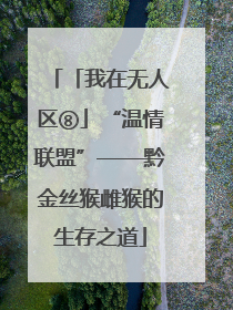 「我在无人区⑧」“温情联盟”——黔金丝猴雌猴的生存之道