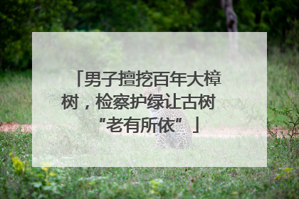 男子擅挖百年大樟树，检察护绿让古树“老有所依”