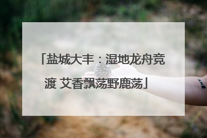 盐城大丰：湿地龙舟竞渡 艾香飘荡野鹿荡