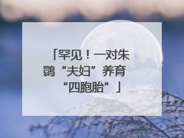 罕见！一对朱鹮“夫妇”养育“四胞胎”