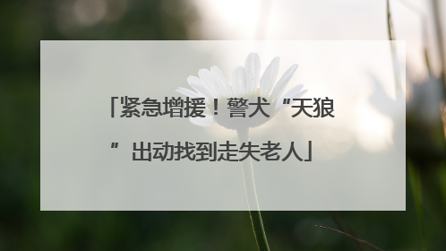 紧急增援！警犬“天狼”出动找到走失老人