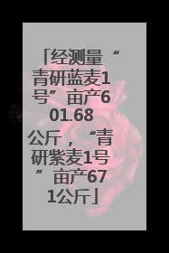 经测量“青研蓝麦1号”亩产601.68公斤，“青研紫麦1号”亩产671公斤