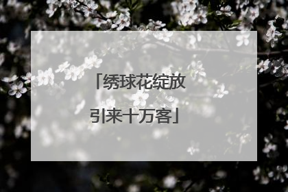 绣球花绽放 引来十万客
