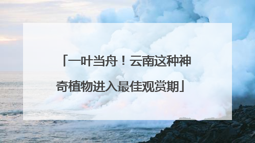 一叶当舟！云南这种神奇植物进入最佳观赏期