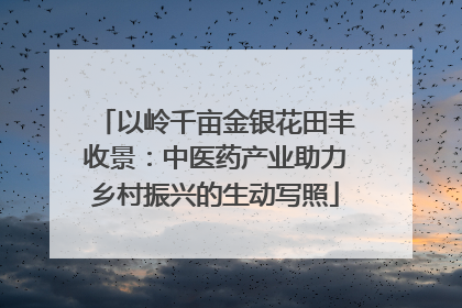 以岭千亩金银花田丰收景：中医药产业助力乡村振兴的生动写照