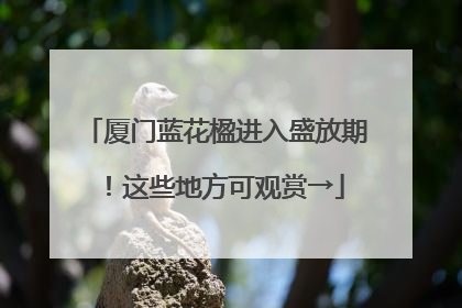 厦门蓝花楹进入盛放期！这些地方可观赏→