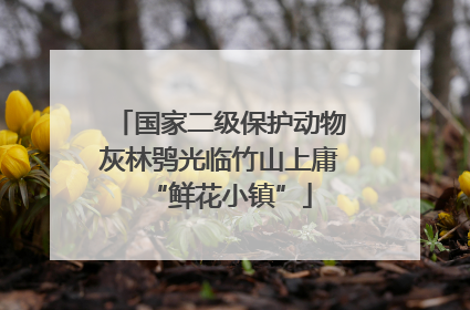 国家二级保护动物灰林鸮光临竹山上庸“鲜花小镇”
