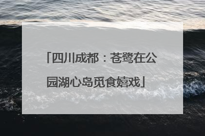 四川成都：苍鹭在公园湖心岛觅食嬉戏