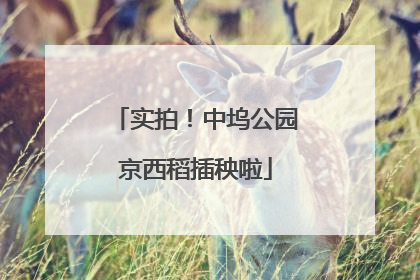 实拍！中坞公园京西稻插秧啦