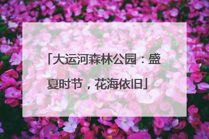 大运河森林公园：盛夏时节，花海依旧