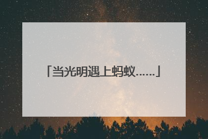 当光明遇上蚂蚁……
