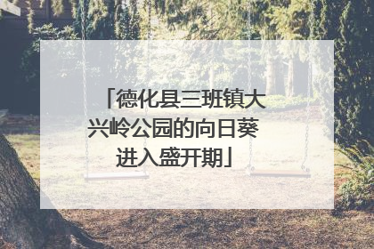 德化县三班镇大兴岭公园的向日葵进入盛开期