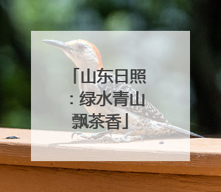 山东日照：绿水青山飘茶香
