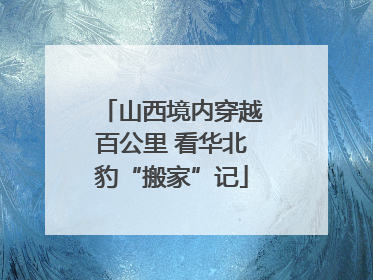 山西境内穿越百公里 看华北豹“搬家”记