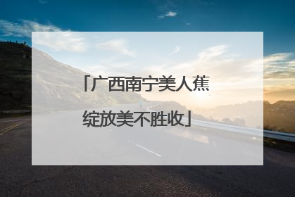 广西南宁美人蕉绽放美不胜收