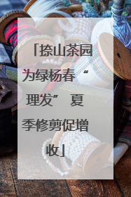 捺山茶园为绿杨春“理发” 夏季修剪促增收
