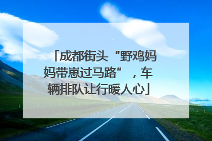 成都街头“野鸡妈妈带崽过马路”，车辆排队让行暖人心