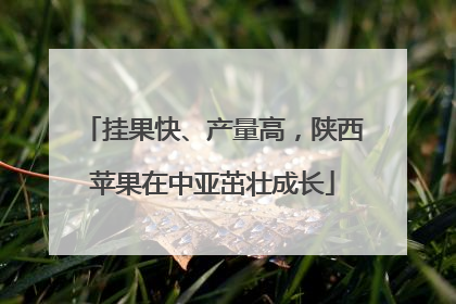 挂果快、产量高，陕西苹果在中亚茁壮成长