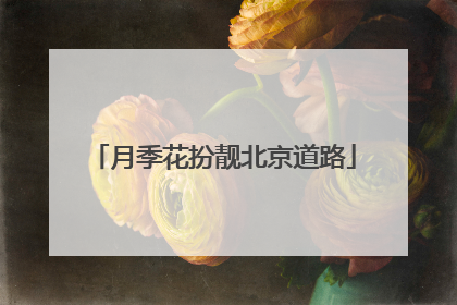 月季花扮靓北京道路
