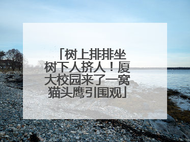 树上排排坐 树下人挤人！厦大校园来了一窝猫头鹰引围观
