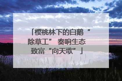 樱桃林下的白鹅“除草工” 奏响生态致富“向天歌”