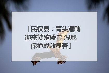 民权县：青头潜鸭迎来繁殖盛景 湿地保护成效显著