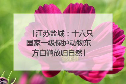 江苏盐城：十六只国家一级保护动物东方白鹳放归自然