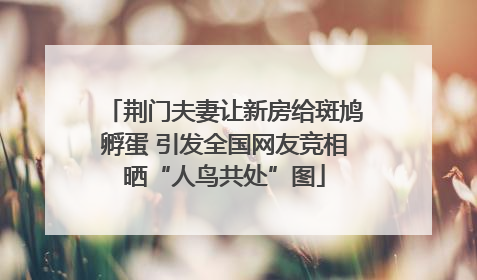 荆门夫妻让新房给斑鸠孵蛋 引发全国网友竞相晒“人鸟共处”图
