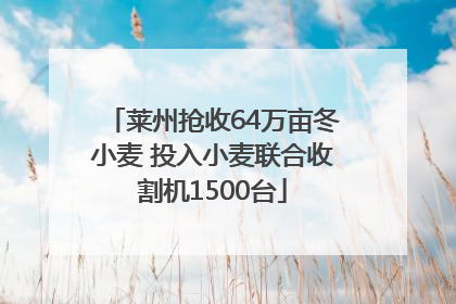 莱州抢收64万亩冬小麦 投入小麦联合收割机1500台