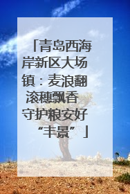 青岛西海岸新区大场镇：麦浪翻滚穗飘香 守护粮安好“丰景”