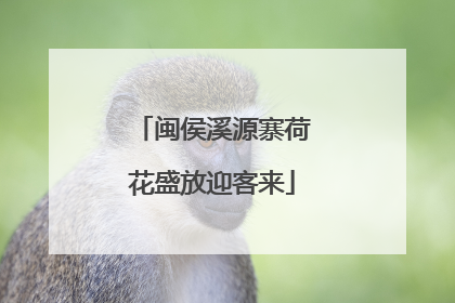 闽侯溪源寨荷花盛放迎客来