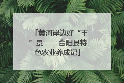 黄河岸边好“丰”景——合阳县特色农业养成记