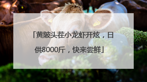 黄陂头茬小龙虾开炫，日供8000斤，快来尝鲜